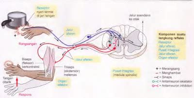 sistem saraf manusia gerak refleks