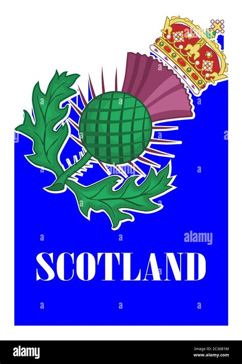 The thistle symbol of SCotland over a white background Stock Photo - Alamy