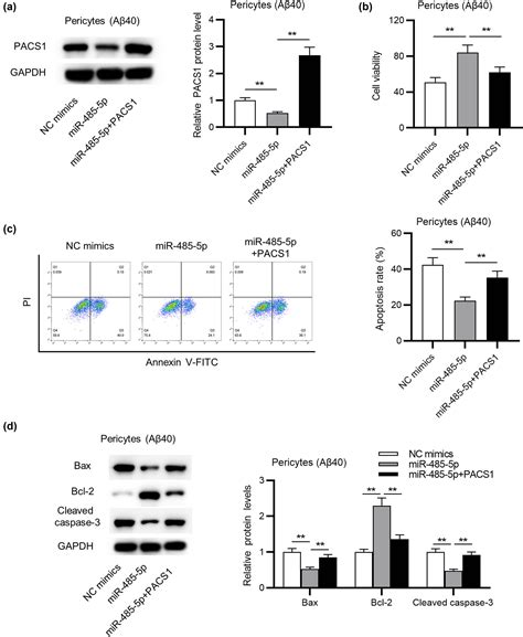 MiR 485 5p Alleviates Alzheimers Disease Progression By Targeting PACS1