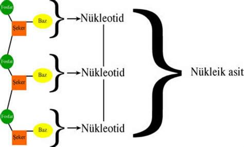 Kalıtım Materyali Nükleik Asit Mi Protein Mi Bizim Köşe