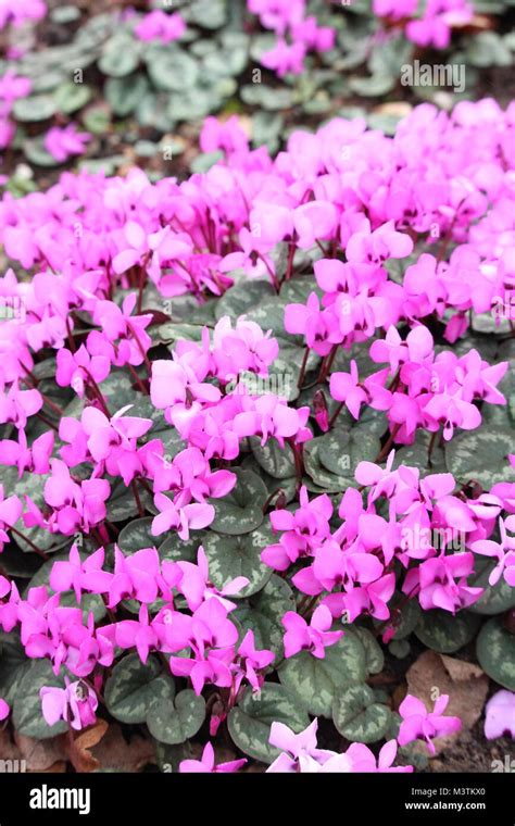 Hardy Cyclamen Form In Hi Res Stock Photography And Images Alamy