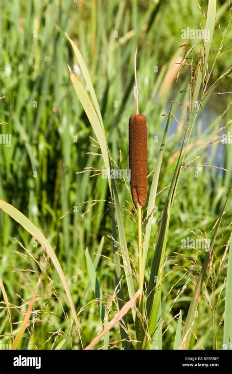 bull rush rushes bullrush bullrushes reeds pond ponds plant plants