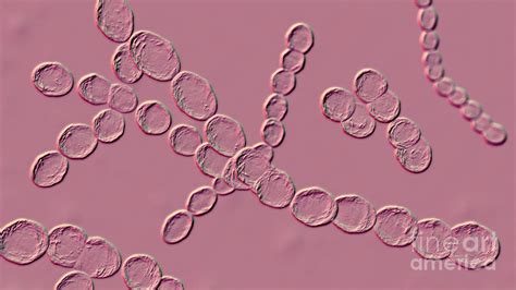 Leuconostoc Bacteria Photograph By Kateryna Konscience Photo Library