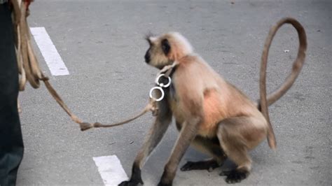 A Grey Langur On Duty In The Campus An Innovative Way To Control