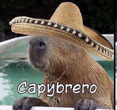 On Twitter Rt Capybara Man