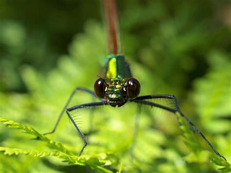 Naturaleza Insecto Fauna Silvestre Foto Gratis En Pixabay Pixabay