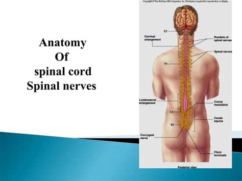 spinal cord and spinal nerves.ppt