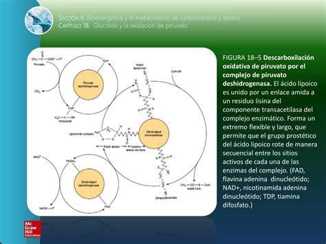 PPT Sección II Bioenergética y el metabolismo de carbohidratos y