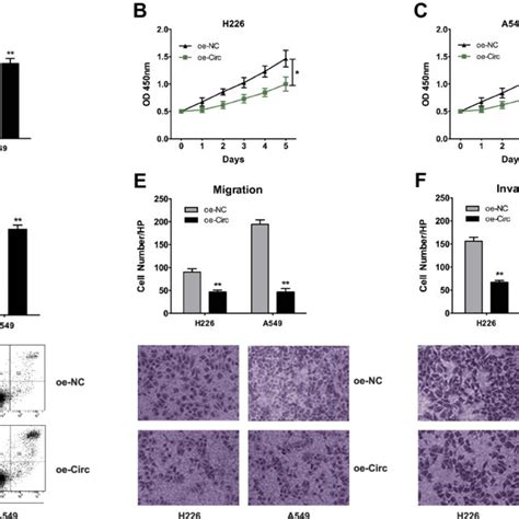 Hsacirc11780 Restrains Nsclc Cell Proliferation Migration And