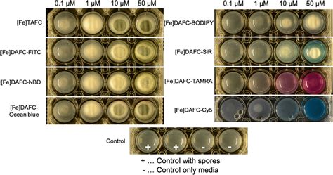 Growth Of A Fumigatus Mutant Strain Sida Ftra After H Incubation