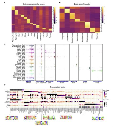 The Landscape Of Tissue Specific Chromatin Accessibility And