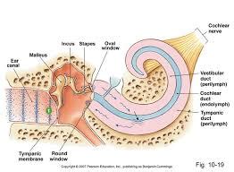 Where does the scala vestibuli start and scala tympani terminate ...