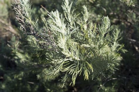 Native Plant Series 2 Southern Coastal Scrub Morro Bay National Estuary Program