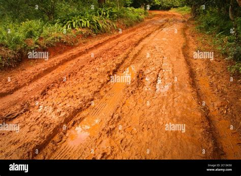 Muddy Road Through The Jungle Stock Photo Alamy