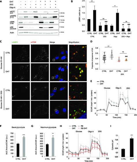 E2f1 Induced Mtorc1 Activation Requires Glycolysis A U2os Er E2f1