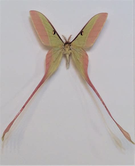 Actias Dubernardi Chinese Moon Moth Male China Real Framed Moon