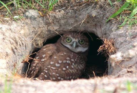 Mae Miles Buzz Burrowing Owl Breeding Season Florida