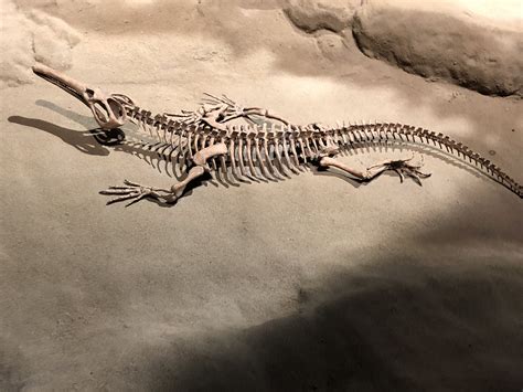 Mesosaurus Dinosaur