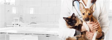 Veterinary Science Degrees: Courses Structure, Specializations & Career ...