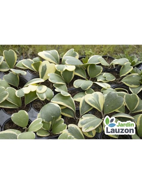 Achetez Hoya Kerrii Variegata Pouces En Ligne Botanix Jardin Lauzon