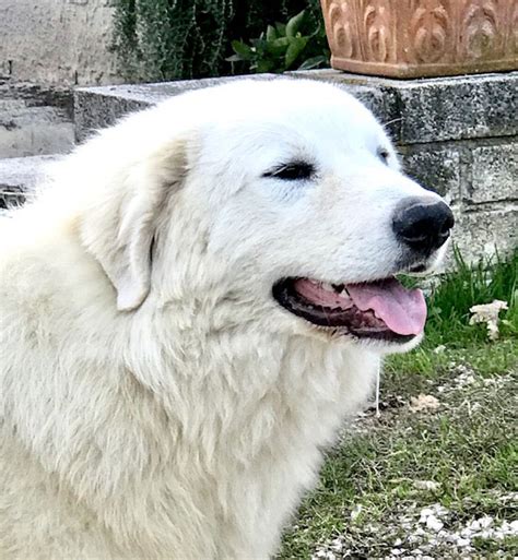 Cani Da Pastore Maremmano Abruzzese Pastore Maremmano Abruzzese