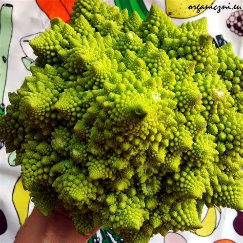 kolor kalafiora organicznieu