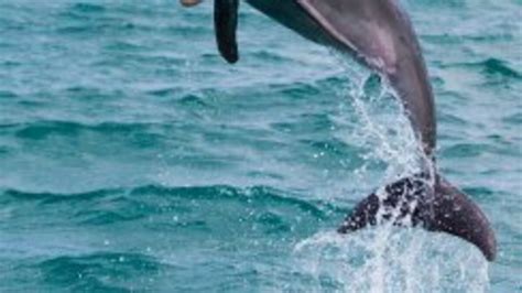 Un dauphin s échoue sur une plage de la Manche