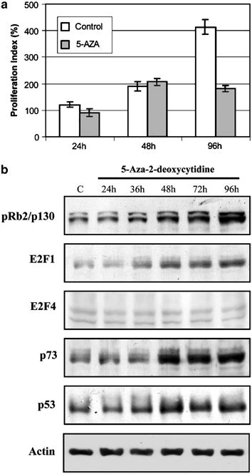 Effect Of 5 Aza Dc Treatment On Weri Rb1 Cell Line A Proliferation Download Scientific