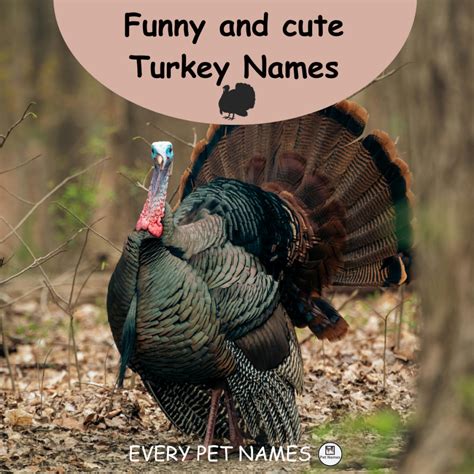 230+ Funny and cute Turkey Names - Every Pet Names