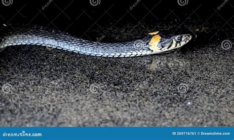 El Reptil Ya Se Sienta En El Agua A Orillas Del Lago Y Rastrea La Presa