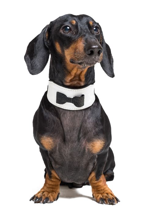 Portrait Of Cute Dog Dachshund Black And Tan Wearing Bow Tie