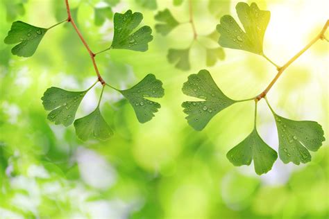 Ginkgo Biloba Il Segreto Per Migliorare La Tua Memoria E Concentrarsi