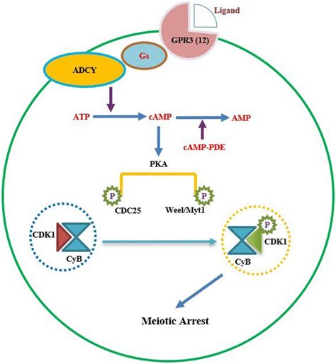 Schematic Depiction Of Coordination Between GPR Gs ADCY And CAMP PDE