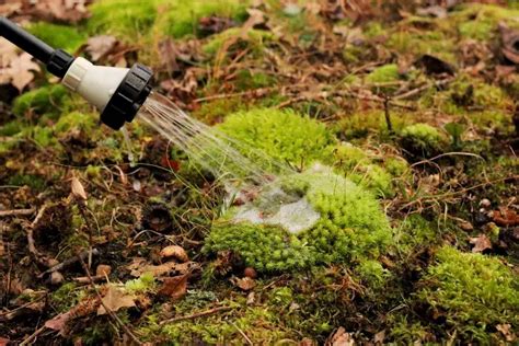 Comment Enlever La Mousse Dans La Pelouse Naturellement