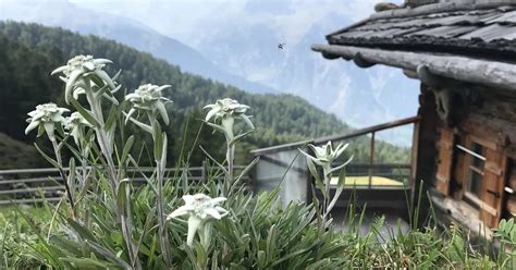 Fiori Di Montagna Bellezza E Resistenza Fioreria Lorchidea