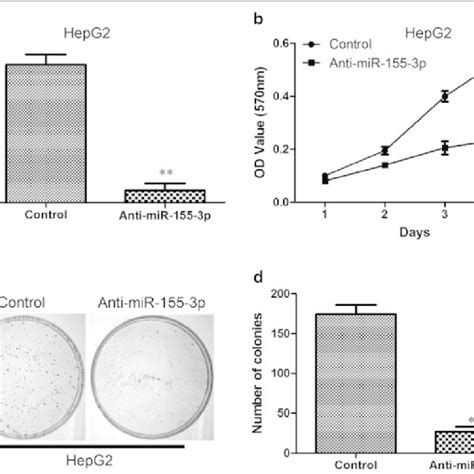 Downregulation Of Mir 155 3p Reduce Tumorigenesis In Vitro And In Vivo