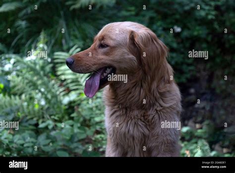 Portrait of a beautiful mutt dog Stock Photo - Alamy