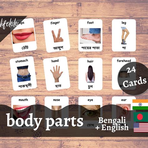 Body Parts Real Bengali English Bilingual Cards Etsy