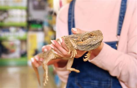 What Is The Friendliest Reptile For A Pet Jabberwock Reptiles