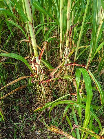 Adventitious Roots Stock Photo - Download Image Now - Agricultural ...