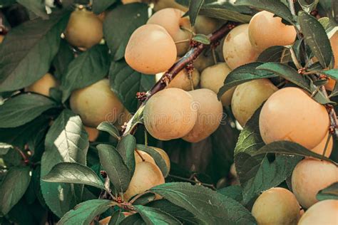 Yellow Plums In A Tree Stock Photo Image Of Agriculture 152457544