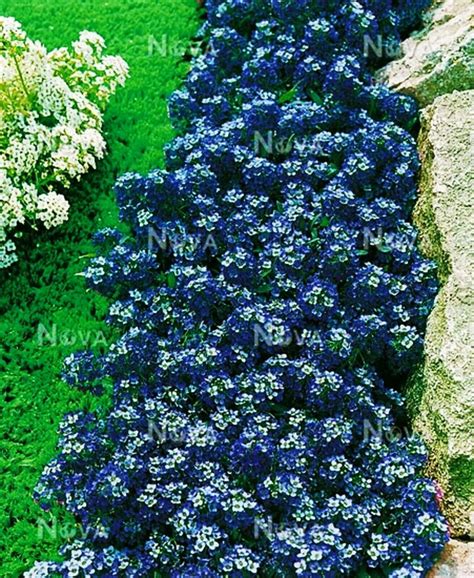 25 Blue Alyssum Seeds – Seed World