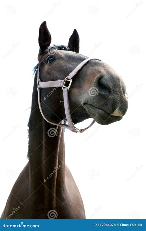 Black Horse Portrait Stock Photo Image Of Isolated 112064078