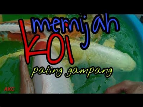 Tutorial Memijah Ikan Koi Bagi Pemula Youtube