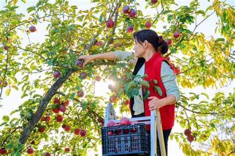 Apple Picking Season in the United States: State-wise Harvest Guide for ...