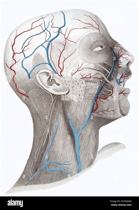 face  neck anatomy illustration stock photo alamy