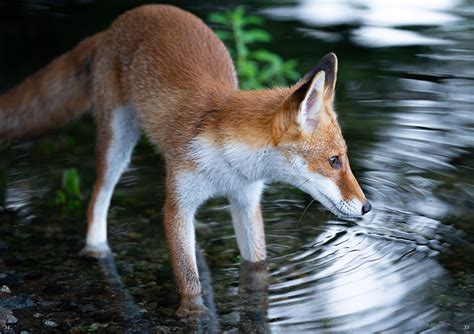 「キツネ写真集」キツネ保護観察日誌 Vol1 ホンドギツネの令 （fox ）の通販・購入はメロンブックス メロンブックス