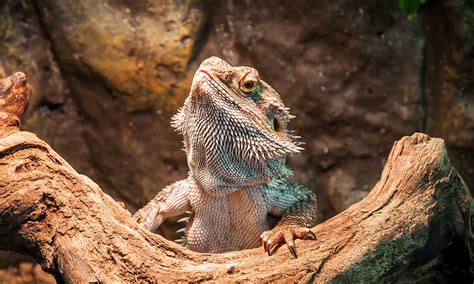 What Do Lizards Eat A Guide To Feeding Your Pet Lizard Bechewy