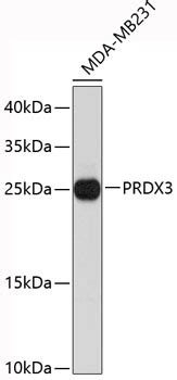 PRDX3 Antibody Cat No 19 383 ProSci