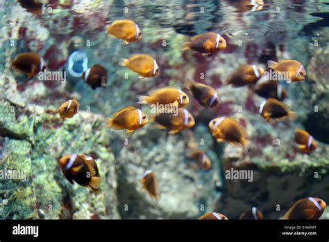 Colorful clown fish in undersea at the aquarium Stock Photo - Alamy